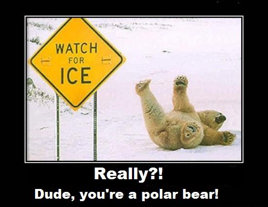 polar bear
